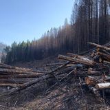 Arborists say ODOT post-fires tree cutting is excessive, rushed