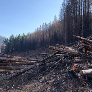 Arborists say ODOT post-fires tree cutting is excessive, rushed