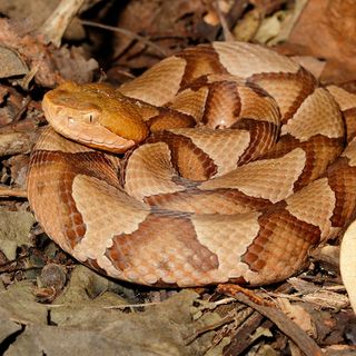 Beware Of Extra Copperheads Out Snacking On Cicadas In New Jersey This Spring.