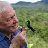 How David Attenborough Became Nature's Voice of Reason (Column)