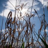 Dry air, fewer crops and 'painting rocks': How the drought is hitting Vermont