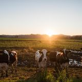 California Dairy Farmers are Saving Money—and Cutting Methane Emissions—By Feeding Cows Leftovers - Inside Climate News