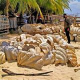 Philippines seizes fossilized giant clam shells worth $25 million