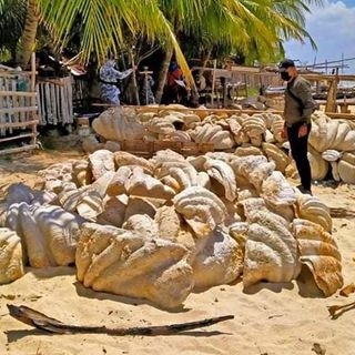 Philippines seizes fossilized giant clam shells worth $25 million