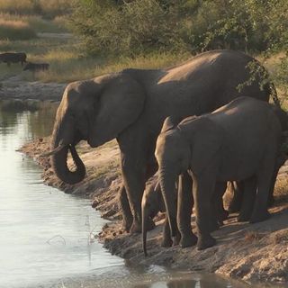 Suspected poacher trampled to death by elephants in South Africa | CNN