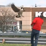 Canada goose protecting its brood causing problems at New Jersey diner