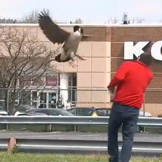 Canada goose protecting its brood causing problems at New Jersey diner