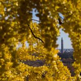 DC set to begin overnight spraying of ginkgo trees - WTOP News