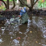 143 goldfish up for adoption after being removed from DC pond - WTOP News