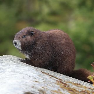 Marmots Are Teaching Their Captive-Bred Friends How to Live in the Wild