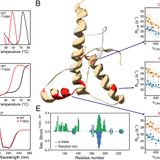 Mechanism of misfolding of the human prion protein revealed by a pathological mutation