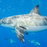 The Gulf of California May Be an Overlooked Home for Great White Sharks