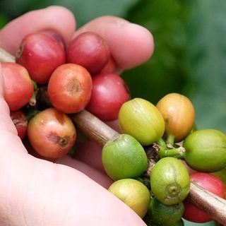 Scientists Rediscover a Rare, Wild Species That Could Save Coffee From Climate Change