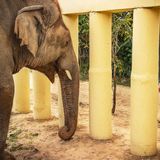 How Cher Helped Rescue the World's Loneliest Elephant