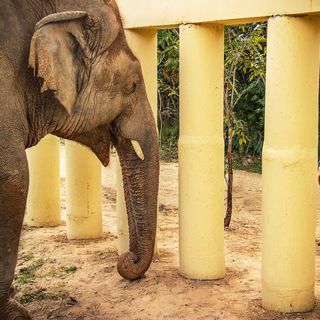 How Cher Helped Rescue the World's Loneliest Elephant