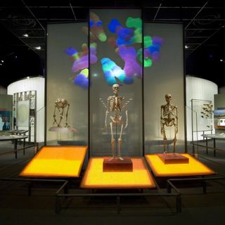 Creativity and community: How modern humans overcame the Neanderthals