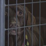 ‘Deathly ill’ animals rescued in Montgomery Co. needing thousands of dollars in surgeries