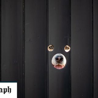 Husky owner makes viewing holes in fence for inquisitive dogs