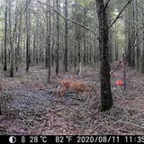 Sea level rise drowning Eastern NC trees, leaving 'ghost forests,' reducing wildlife habitat :: WRAL.com