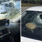 Woman injured when Florida turtle crashes through her windshield