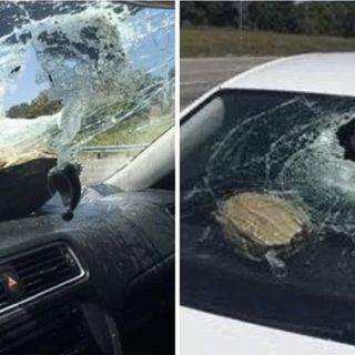 Woman injured when Florida turtle crashes through her windshield