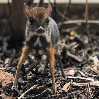 Mouse deer born at Bristol Zoo is only the height of a pencil