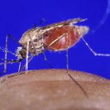 Breakthrough as highly effective malaria vaccine raises hopes of controlling disease | CNN