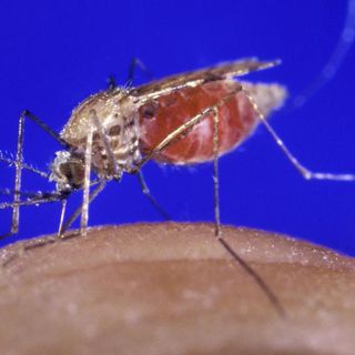 Breakthrough as highly effective malaria vaccine raises hopes of controlling disease | CNN