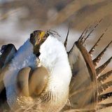 After devastating fires, Washington considers moving embattled sage grouse onto the state endangered species list