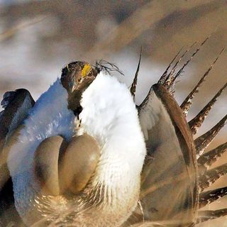 After devastating fires, Washington considers moving embattled sage grouse onto the state endangered species list