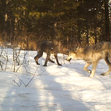 Washington's wolf population grew at least 24% in 2020, majority of wolves still concentrated in northeast