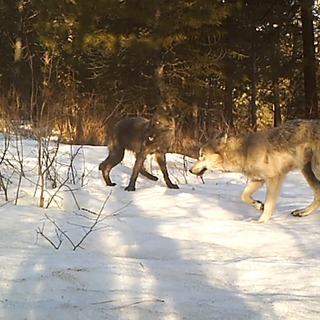 Washington's wolf population grew at least 24% in 2020, majority of wolves still concentrated in northeast