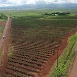 How Hawaii Squandered Its Food Security — And What It Will Take To Get It Back