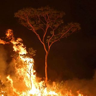 Brazil cuts environment spending one day after U.S. climate summit pledge