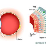 Cones Derived from Human Stem Cells Help Mice See: Study