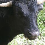 Buddy the Beefalo Tries to Escape New Home in Florida