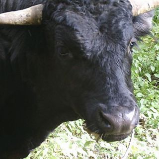 Buddy the Beefalo Tries to Escape New Home in Florida