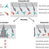 Preventing Engrailed-1 activation in fibroblasts yields wound regeneration without scarring