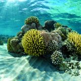 Will Probiotics Save Corals or Harm Them?