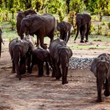 Zimbabwe to sell hunting rights for endangered elephants | CNN