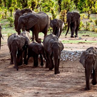 Zimbabwe to sell hunting rights for endangered elephants | CNN