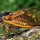 The cicadas are coming: How to prep your lawn, trees and yard for Brood X