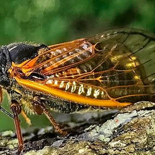 The cicadas are coming: How to prep your lawn, trees and yard for Brood X