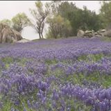 'They're Incredible': People Visit Drained Folsom Lake After Super Bloom Pops Up In Its Place