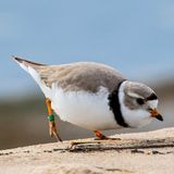 Rose is Back! Now Birders Wait for Monty as Plovers Return to Montrose Beach Dunes