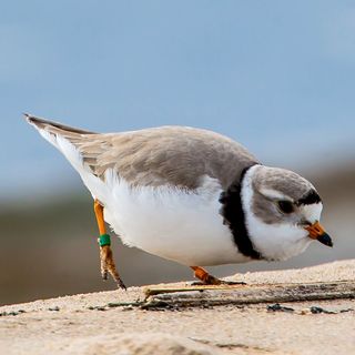 Rose is Back! Now Birders Wait for Monty as Plovers Return to Montrose Beach Dunes