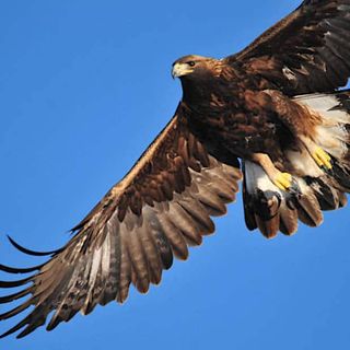 Proposed project would trap, move, track lamb-hunting eagles - WyoFile