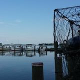 Maryland seafood industry feeling coronavirus impact - WTOP News