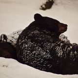 Why don't hibernating bears get osteoporosis?