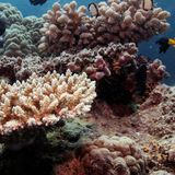 UN irks Australia by recommending that Great Barrier Reef be listed 'in danger'